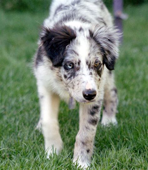  You can spot a black tri merle pup because it usually has a black and white coat, covered in tan points