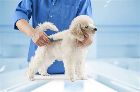  You can start brushing your Poodle from any age