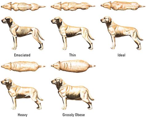  You can tell if your American Bulldog is an ideal weight when you can see the ribs during breathing