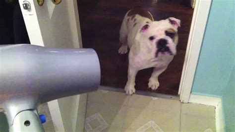  You can then let your English Bulldog air dry or use a hair dryer to finish the drying