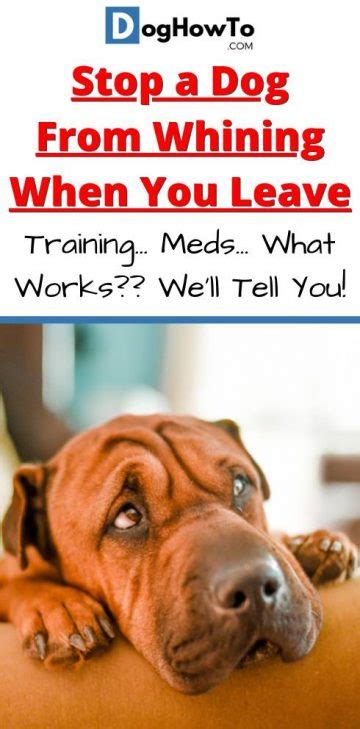  You can train your animal to not whine when you leave