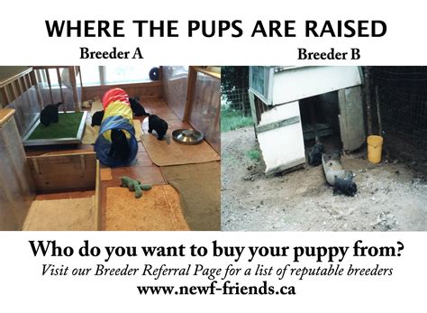  You can visit the breeders place and see how he is handling the puppies to verify