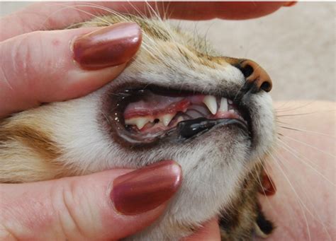  You could also rub it directly on their gums, but cats may not be too keen on that approach! A less challenging option may be rubbing it into their ears or on their paw pads