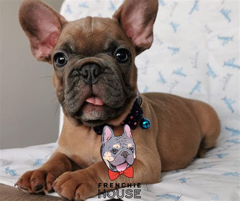  You dedicate an area of your house solely for your Frenchie, preferably one that you and or your family frequent