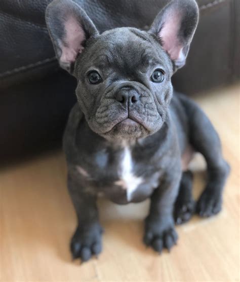  You deserve one of the best French Bulldog puppies in Colorado