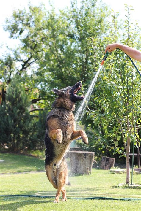  You even learned how to hydrate your German shepherd the proper way