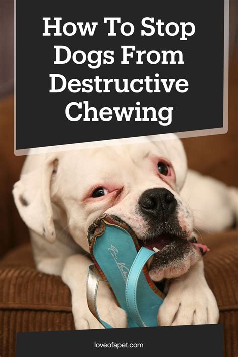 You have to understand that when your dog is anxious, he can show unwanted behaviors like destructive chewing and biting