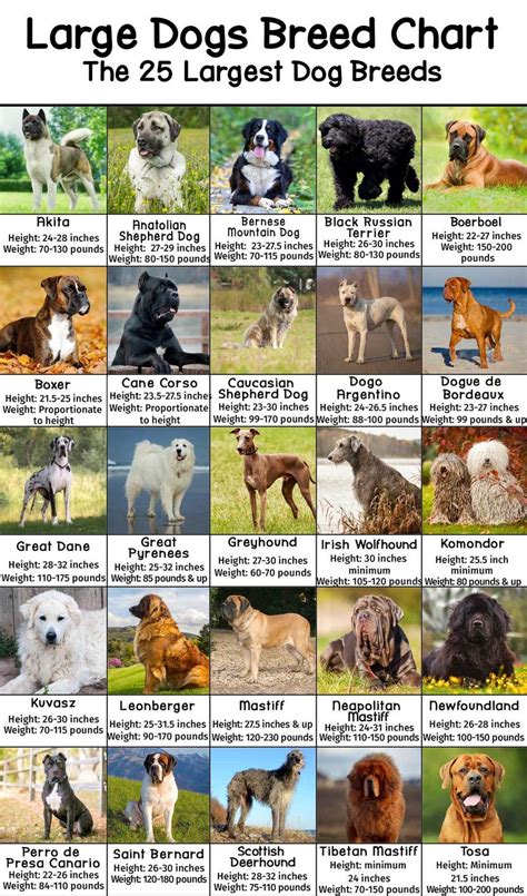  You just need to take a look at the breeds we deal with, and most of