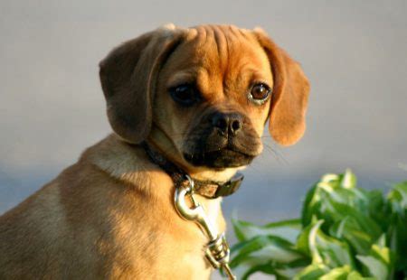  You may also find Puggles through the rescue group below: