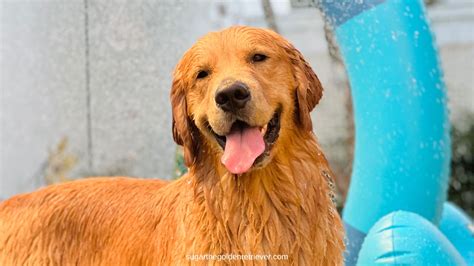  You may also find that your Retriever loves water including any and all muddy puddles and swimming