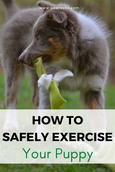  You may also need to restrict exercise if your puppy or adult dog exhibits any signs of hip dysplasia
