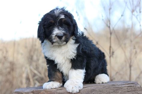  You may be located on the other side of the country, but we can assure you that a puppy from a trustworthy Bernedoodle breeder is well worth any travel inconveniences! Integrity Bernedoodles