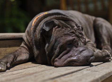  You may find that your Shar-Pei loves going on hikes, playing frisbee, or even training for dog sports