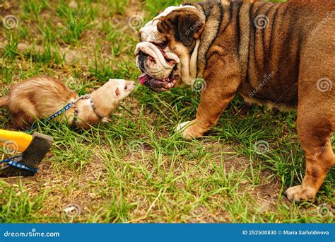  You may find yourself with a new kitten, bird, or ferret in addition to your English Bulldog