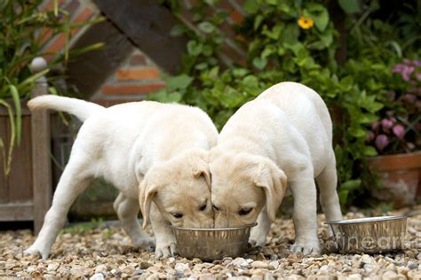  You may want to alter the amount of food you are feeding your Labrador based on how calorically dense their food is