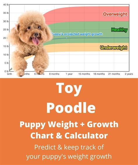  You may wonder how much weight a pregnant Poodle gains