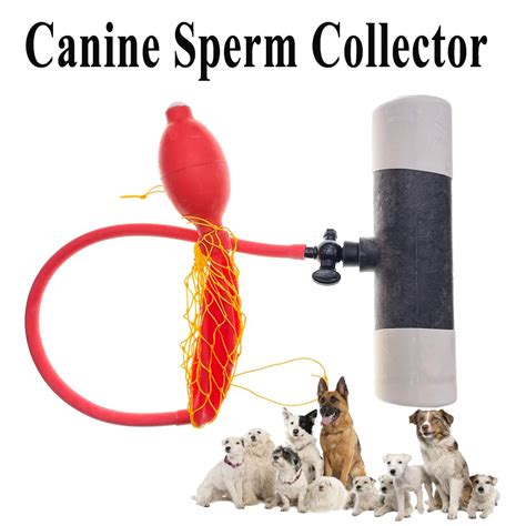  You must get a canine veterinarian to draw sperm from the stud dog and insert it into the female