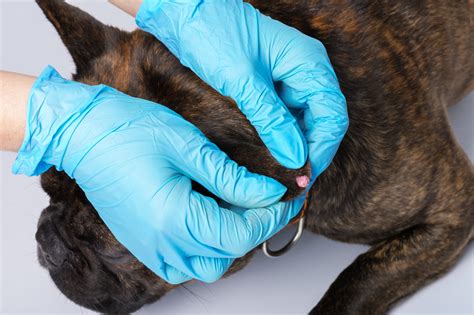  You must wait another two months after the warts have been removed before letting your dog interact with other dogs in a public setting