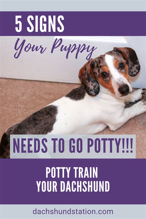  You need to be encouraging if your puppy does everything correctly during its potty walks, but never punish it if something has gone wrong