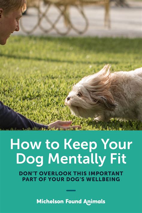  You need to keep your pup exercised, mentally stimulated, and show them what calming behavior is