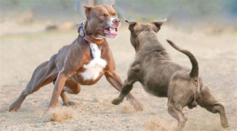  You probably associate Pitbulls with dog fighting and aggression