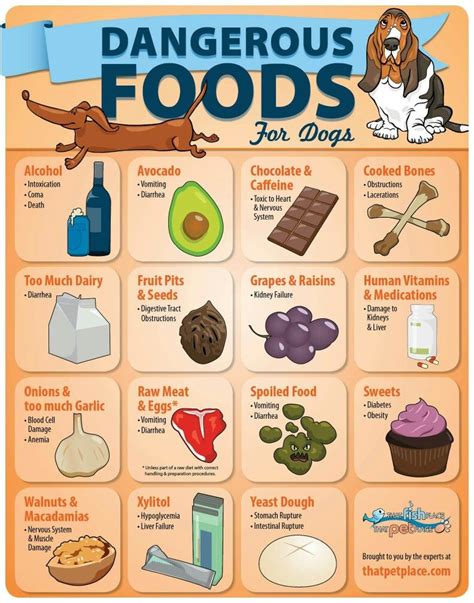  You should also be extra careful not to introduce your dog to foods that are harmful to their health