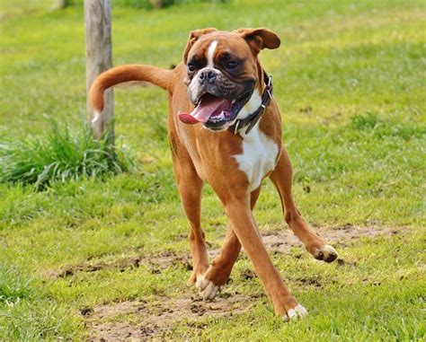  You should also give your Boxer plenty of time to exercise off lead somewhere secure so they can have a good run around