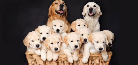  You should also meet the parent dogs to see what traits your puppy may inherit