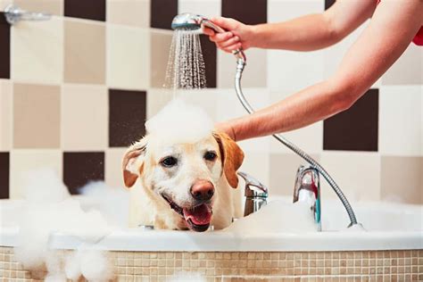  You should also wash all of your dog