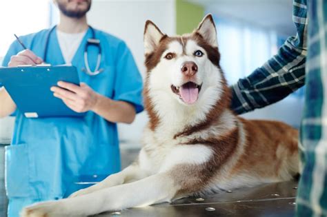  You should ask your veterinarian for dietary recommendations that suit your particular dog