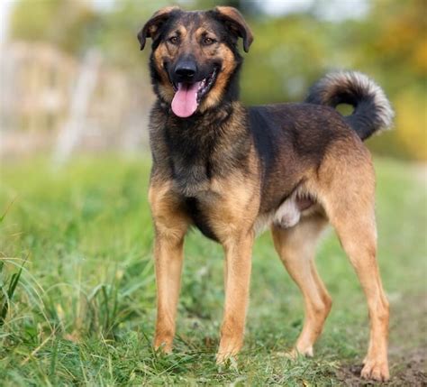  You should be able to expect a similar range in your German Shepherd Mix, but the other dog breed in the cross could affect this range