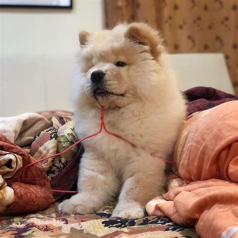  You should expect to pay a premium for a Chow Chow puppy with breeding rights or even Chow Chows for sale advertised as show quality with papers