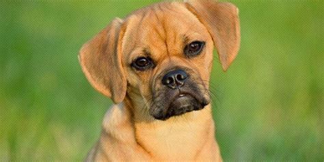  You should expect to pay a premium for a Puggle puppy with breeding rights or even Puggles for sale advertised as show quality with papers