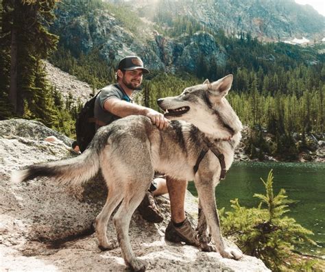  You should look for the same qualities as you would a purebred dog if you are set on owning a wolfdog