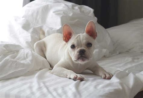  You should only worry when your Frenchie presents abnormal sleeping habits