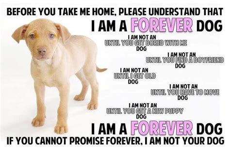  You should start by asking yourself whether you are in a position to make the commitment to adopting any dog