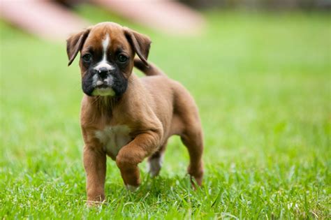 You should start training your Boxer while it is a puppy: Boxers do best with dominant owners who can be firm, consistent and committed