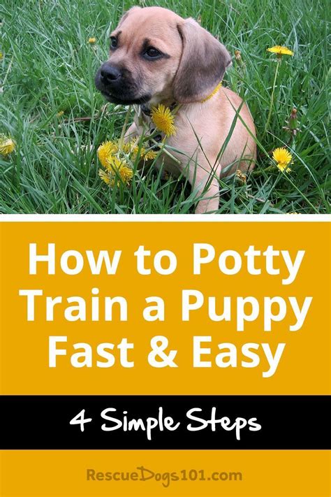  You want the dog to start learning potty manners as early as possible to prevent future problems