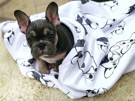  You will absolutely fall in love with our signature custom French Bulldog blankets