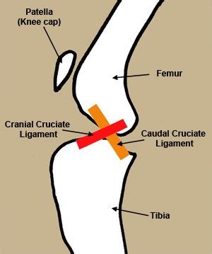  You will also need to be aware of the potential for conditions such as cranial cruciate ligament disease
