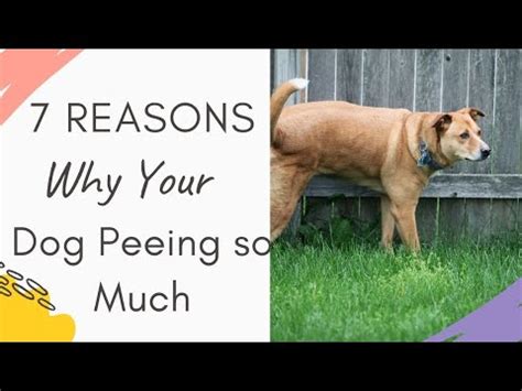  You will also need to increase the amount of dog walks so as to encourage your dog to urinate more frequently