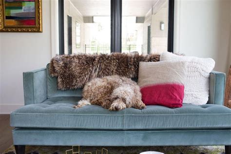  You will always have dog hair around, especially in rugs, on furniture, and OH YES, occasionally even in your food