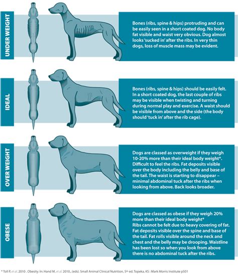  You will know your dog is overweight if its size increases, but the musculation is less visible
