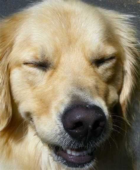  You will probably notice that your dog is blinking, squinting, or pawing at their eyes on a consistent basis