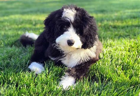  You will quickly find that the Bernedoodle temperament makes them a top-notch family companion that is great for families looking for a low-shedding dog that is also excellent with children and other pets