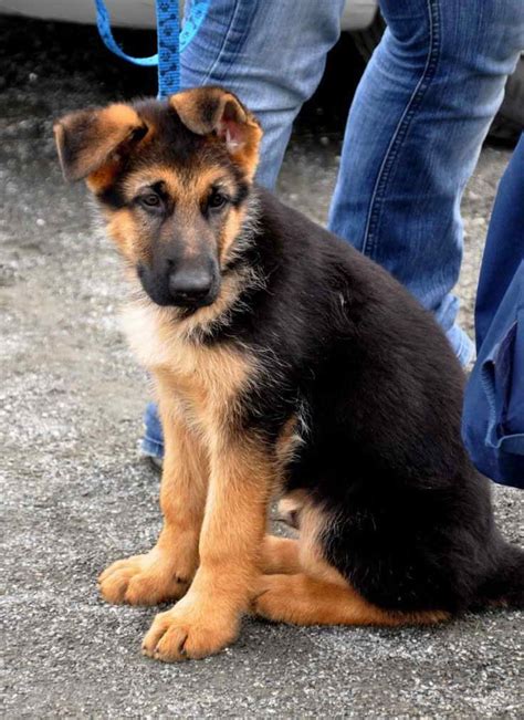  You will still want to go in prepared for a high energy dog with the understanding that your German Shepherd Mix puppy may have an activity level closer to the other breed in the cross