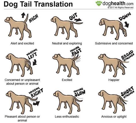  You would assume that the less tail the dog has, the less inclined they would be to pick up an injury