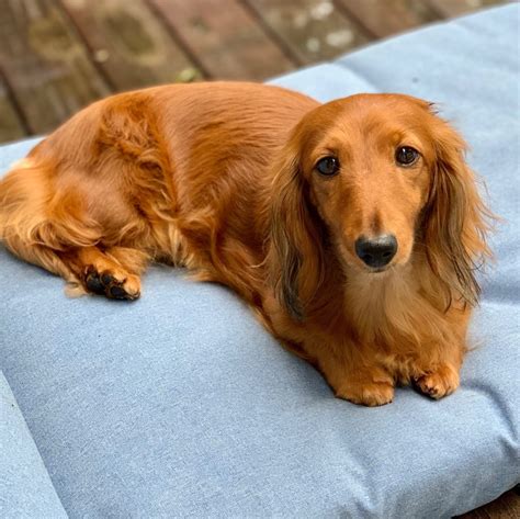  Young: years, female, dachshund and terrier