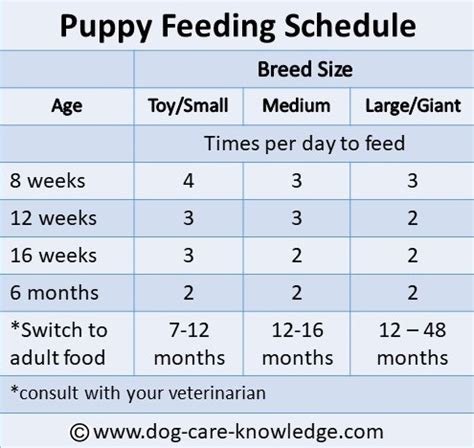  Young puppies are usually offered 3 meals between 2 two and 6 months of age