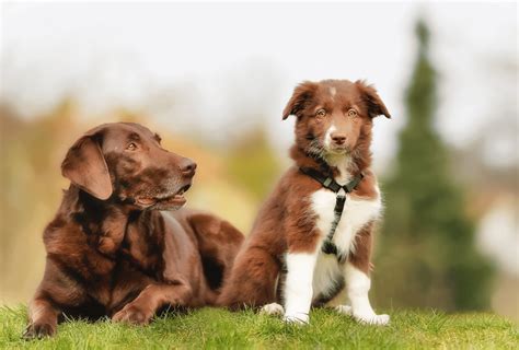 Younger puppies might be more expensive than older ones due to the increased demand for younger dogs